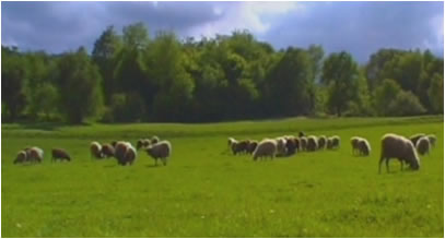 ブルガリアの家畜、羊